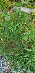 Comptonia peregrina