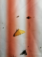Noctuoidea