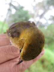 Ploceus sanctithomae