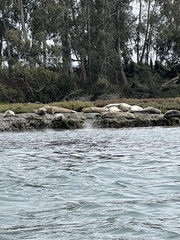 Phoca vitulina richardii