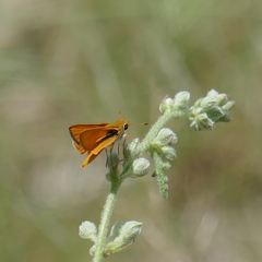 Copaeodes aurantiaca