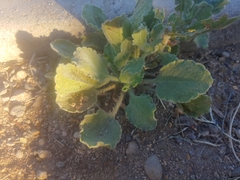 Heterotheca grandiflora