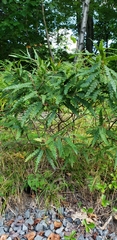 Comptonia peregrina