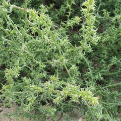 Salsola