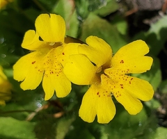 Erythranthe primuloides