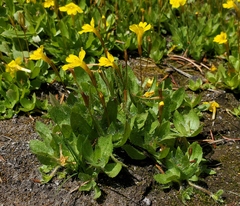 Erythranthe primuloides