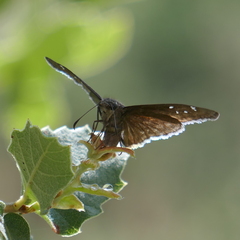 Erynnis