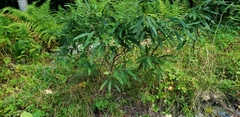 Comptonia peregrina