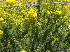 Euryops