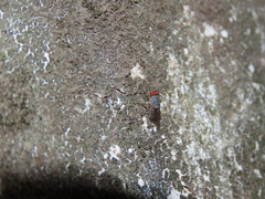 Prosopomyia pallida
