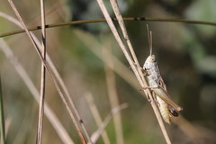 Euchorthippus elegantulus