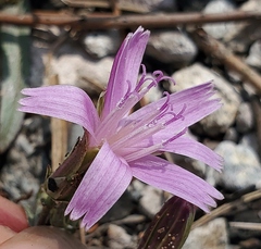 Stephanomeria lactucina