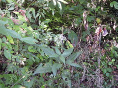 Eutrochium purpureum