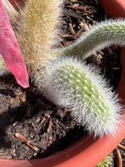 Cleistocactus