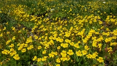 Erythranthe primuloides