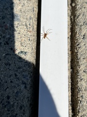 Araneae