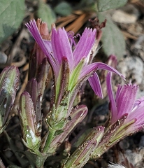 Stephanomeria lactucina