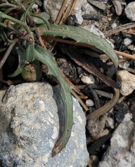 Stephanomeria lactucina