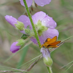 Copaeodes aurantiaca