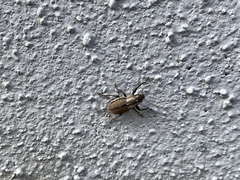 Naupactus peregrinus