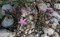 Stephanomeria lactucina