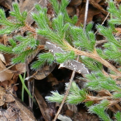 Spoladea recurvalis