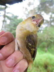 Ploceus sanctithomae