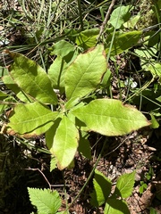 Rhododendron prinophyllum