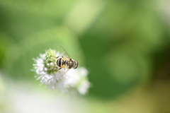 Eristalis arbustorum