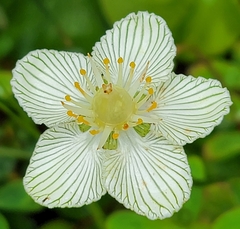 Parnassia asarifolia