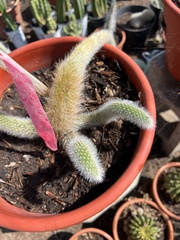 Cleistocactus