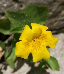 Erythranthe moschata