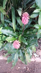 Veltheimia bracteata