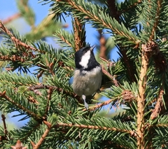 Periparus ater