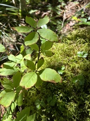 Rhododendron prinophyllum