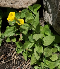 Erythranthe moschata