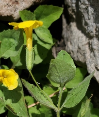 Erythranthe moschata