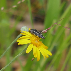Acmaeodera rubronotata