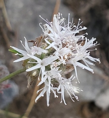 Monardella odoratissima