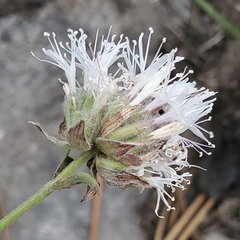 Monardella odoratissima