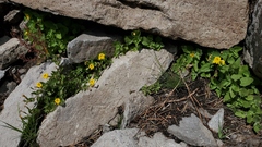 Erythranthe moschata