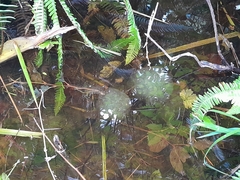 Caudata