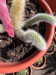 Cleistocactus