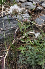 Monardella odoratissima