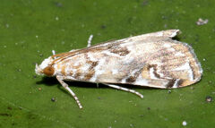 Elophila gyralis