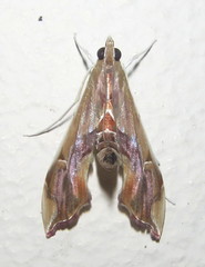 Agathodes musivalis