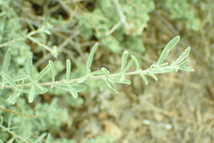 Atriplex canescens