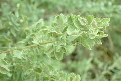 Atriplex canescens