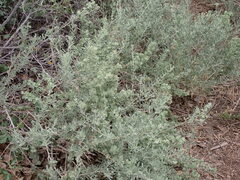 Atriplex canescens