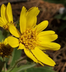 Arnica